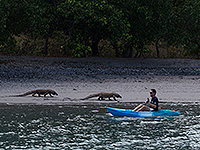 Image #16／Komodo／Special trip／MV Panunee