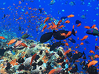 Image #1／Komodo／Special trip／MV Panunee