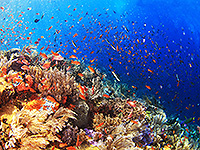 Image #2／Komodo／Special trip／MV Panunee