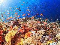 Image #3／Komodo／Special trip／MV Panunee