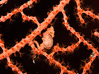 Image #4／Komodo／Special trip／MV Panunee