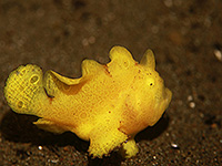 Image #5／Komodo／Special trip／MV Panunee