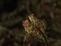 Image #6／Komodo／Special trip／MV Panunee