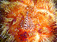 Image #7／Komodo／Special trip／MV Panunee