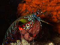 Image #8／Komodo／Special trip／MV Panunee