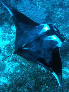 MAIN IMAGE3/HOBO-YA SIMILAN/DIVE SAFARI/SPECIAL TRIP/PANUNEE