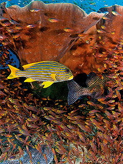 MAIN IMAGE2/HOBO-YA SIMILAN/DIVE SAFARI/SPECIAL TRIP/PANUNEE