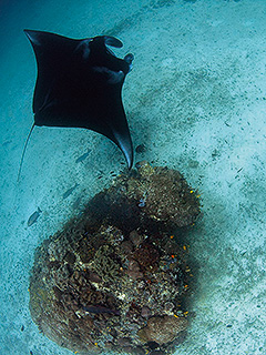 MAIN IMAGE4/HOBO-YA SIMILAN/DIVE SAFARI/SPECIAL TRIP/PANUNEE