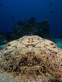 Image #1/Raja ampat/Route/MV Panunee