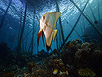 Image #5／Raja Ampat／Special trip／MV Panunee