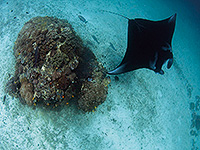 Image #1／Raja Ampat／Special trip／MV Panunee