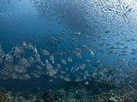 Image #3／Raja Ampat／Special trip／MV Panunee