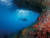 Image #4／Raja Ampat／Special trip／MV Panuneeー