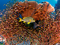 Image #2／Raja Ampat／Special trip／MV Panunee