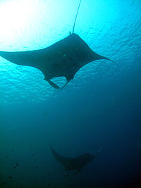 IMAGE/HOBO-YA SIMILAN/DIVE SAFARI/M/V PAWARA