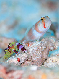 IMAGE/HOBO-YA SIMILAN/DIVE SAFARI /M/V SAWASDEE FASAI