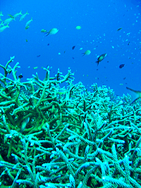 IMAGE/HOBO-YA SIMILAN/DIVE SAFARI/M/V SONBOON