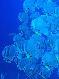 IMAGE/HOBO-YA SIMILAN DIVE SAFARI/M/V  SONBOON/CRUISE ROUTE