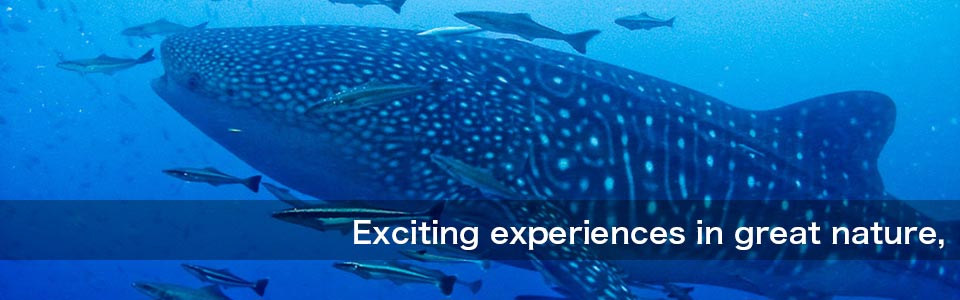 A Whale Shark (Richelieu Rock)