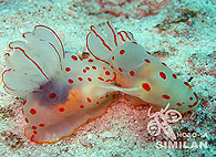 Similan islands/Fish guide/Gymnodoris alba