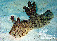 Similan islands/Fish guide/Jorunna rubescens