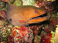 Similan islands/Fish guide/Giant moray