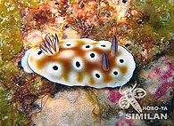 Similan islands/Fish guide/Tryon’s Risbecia