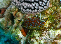 Similan islands/Fish guide/Halgerda tessellat