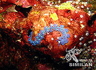 Similan islands/Fish guide/Serpent Pteraeolidi