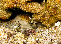 Similan islands/Fish guide/Emperor shrimp