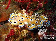 Similan islands/Fish guide/Chromodoris kuniei