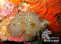 Similan islands/Fish guide/Halgerda willeyi
