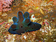 Similan islands/Fish guide/Coriocella hibyae