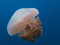 Similan islands/Fish guide/Papuan jelly