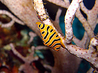 Similan islands/Fish guide/Tiger egg cowri