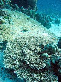 スリン諸島／イーストオブエデン／シースター スノーケリング（スノーケリング）