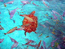 HOBO-YA SIMILAN／SIMILAN ISLANDS／DAY TRIP SNORKELING (SEASTAR)／SNORKELING #2