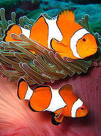 スリン諸島／イーストオブエデン／シースター スノーケリング（スノーケリング）