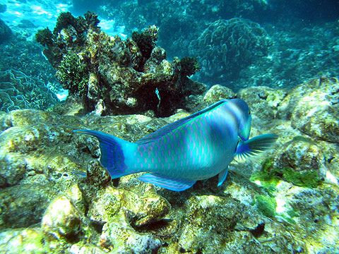 HOBO-YA SIMILAN／SURIN ISLANDS／DAY TRIP SNORKELING (SEASTAR) #4