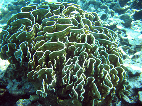 HOBO-YA SIMILAN／SURIN ISLANDS／DAY TRIP SNORKELING (SEASTAR) #7