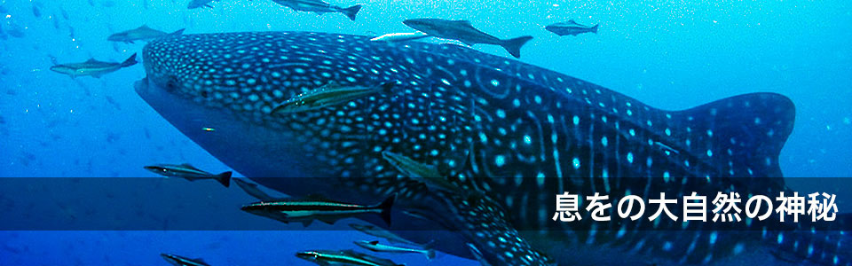 息をのむ大自然の神秘 ジンベイザメ(リチェリューロック)