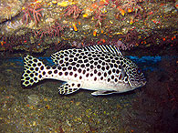 シミラン諸島の生物ガイド アンダマンスウィートリップス