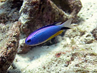 アンダマンダムゼル（エレファントヘッドロック）