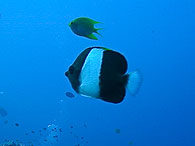 シミラン諸島の生物ガイド ブラックピラミッドバタフライフィッシュ