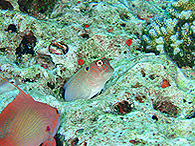 イヤースポットブレーニー（ウェストリッジ／コボン）