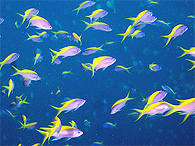 シミラン諸島の生物ガイド エヴァンスフェアリーバスレット