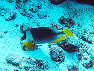 シミラン諸島の生物ガイド アンダマンフォックスフェース