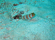 シミラン諸島の生物ガイド オーロラパートナーゴビー