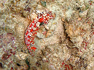 シミラン諸島の生物ガイド ミヤケテグリ