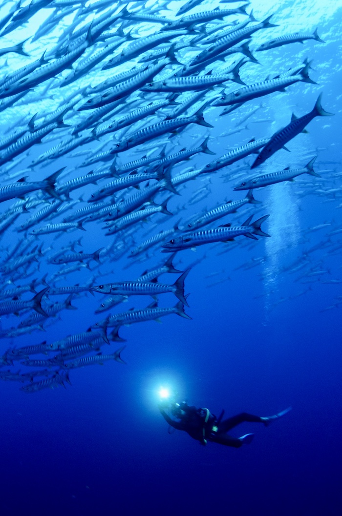 ほうぼう屋シミラン店／アドバンスドオープンウォーターダイバーコース